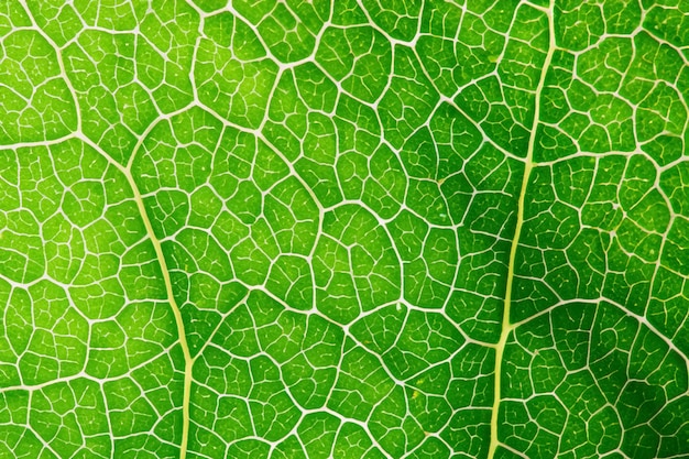 Foto mooie bladachtergrond de verrukking van de natuur in visuele harmonie