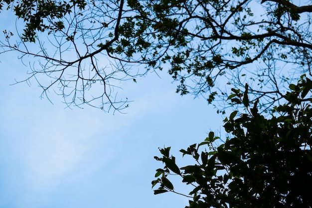 Mooie bladeren silhouet en blauwe lucht