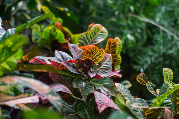 Mooie bladeren van Croton's Home Plant Codiaeum variegatum Plant met gestreepte bladeren