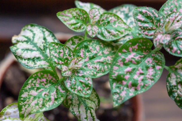 Foto mooie bladeren van hypoestes phyllostachya de polka dot plant met roze en groene kleur