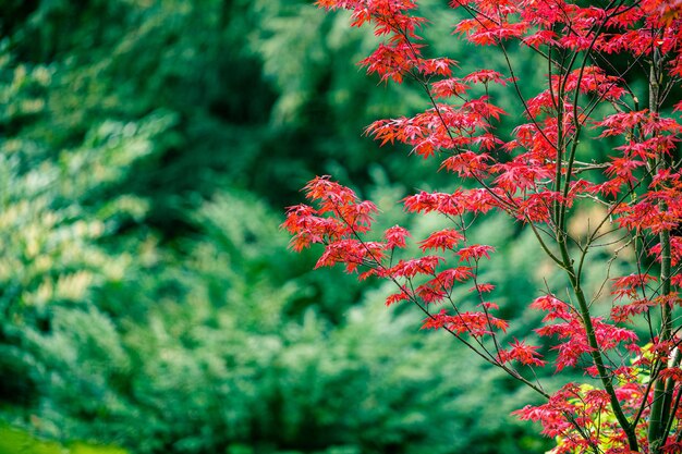 Mooie bladeren van rode esdoorn op een groene achtergrond Luisenpark Japans minimalisme