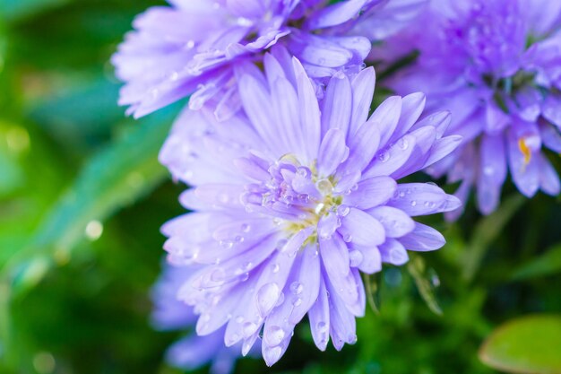 Mooie blauwe bloem close-up in de tuin
