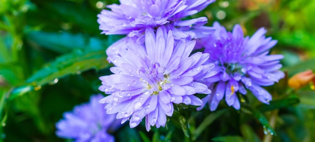 Mooie blauwe bloem close-up in de tuin