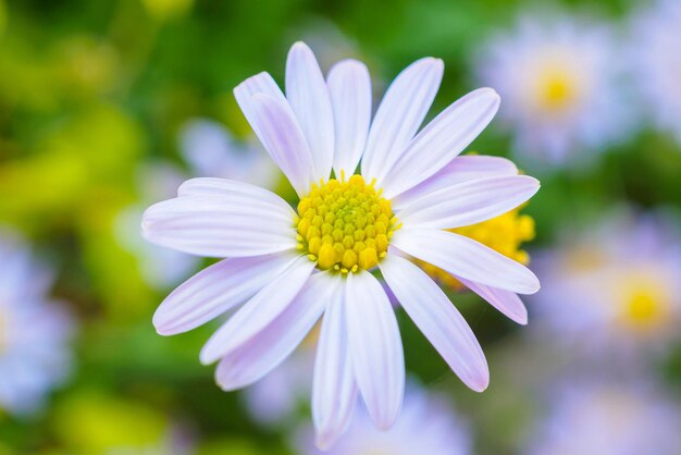 Mooie blauwe bloem close-up in de tuin