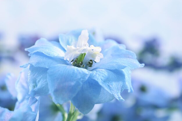 Mooie blauwe bloemen close-up