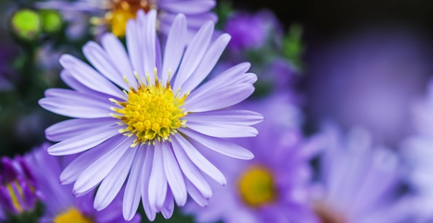 Mooie blauwe bloemensaffier mistaster dumosus in de herfsttuin