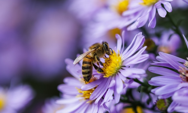 Mooie blauwe bloemensaffier mistaster dumosus met een bij in de herfsttuin