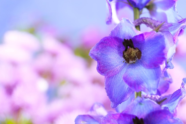 Mooie blauwe delphinium bloem close-up