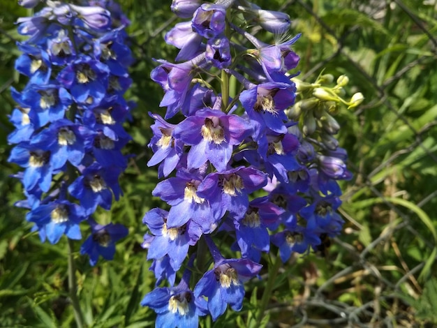 mooie blauwe heldere delphinium bloemen lente zonnige middag in de tuin sierteelt