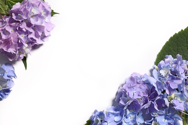 Mooie blauwe hortensia bloemen op witte geïsoleerde achtergrond wallpaper kopie ruimte briefkaart