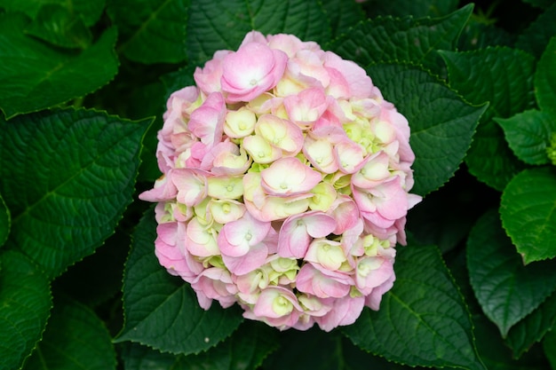 Mooie blauwe hortensia of hortensiabloem