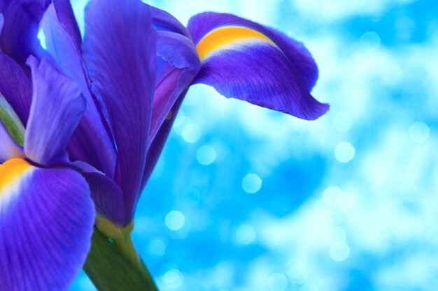 Mooie blauwe iris bloemen achtergrond