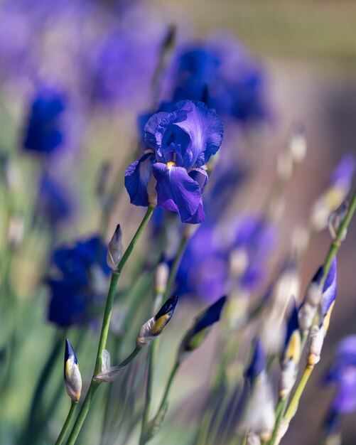 Mooie blauwe Iris bloemen in het park close-up