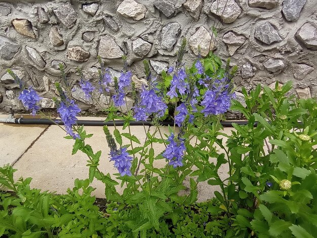 mooie blauwe kleine bloemen op achtergrondmuren grijs tuinieren sierteelt wandelen