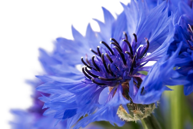 Mooie blauwe korenbloem geïsoleerd op een witte achtergrond. selectieve focus