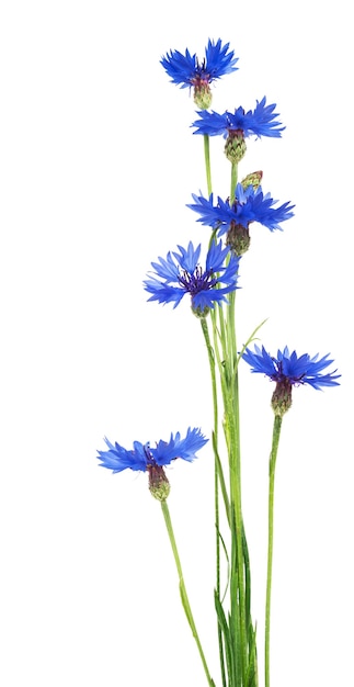 Mooie blauwe korenbloem geïsoleerd op een witte achtergrond
