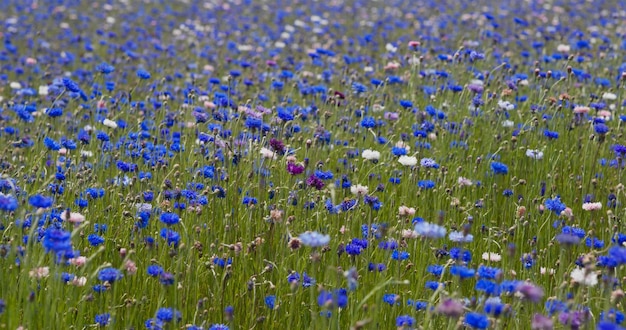 Mooie blauwe korenbloem veldtuin