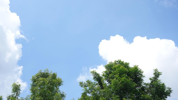 Foto mooie blauwe lucht en wolken natuurlijke grote boom