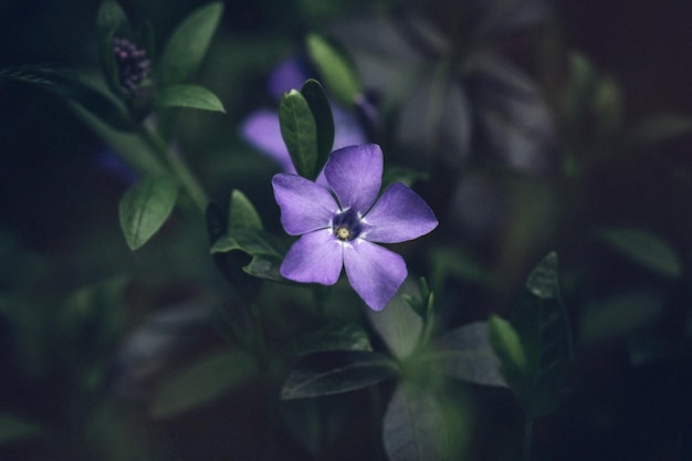 Mooie blauwe maagdenpalm Vinca minor bloem close-up op donkergroene achtergrond