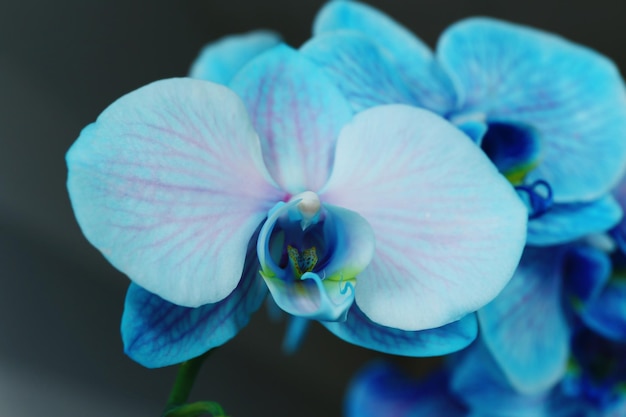 Mooie blauwe orchidee bloemen close-up