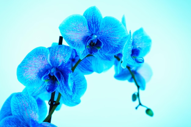 Mooie blauwe orchidee op blauwe achtergrond