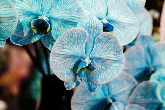 Mooie blauwe orchidee