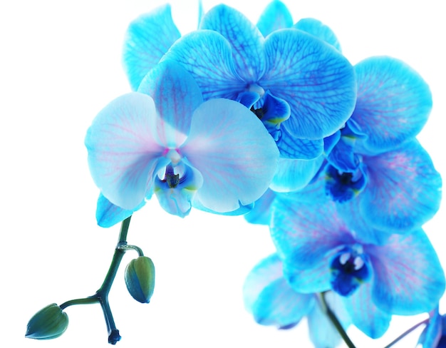 Foto mooie blauwe orchideebloem die op witte achtergrond wordt geïsoleerd