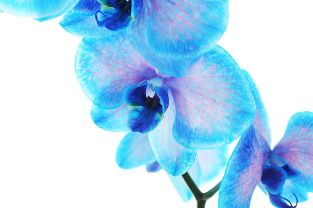 Mooie blauwe orchideebloem die op witte achtergrond wordt geïsoleerd