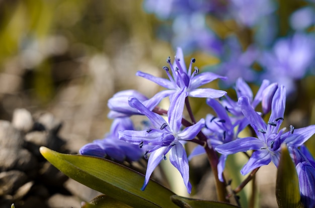 Mooie blauwe Scilla Siberica onder felle lentezon. Eerste lentebloemen in de tuin. Magische lente seizoensgebonden achtergrond.