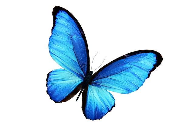 Mooie blauwe vlinder geïsoleerd op een witte achtergrond