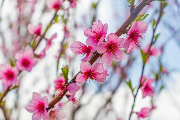 Mooie bloei roze kersenbloesem sakura in het voorjaar met heldere blauwe lucht en gloed van natuurlijk licht