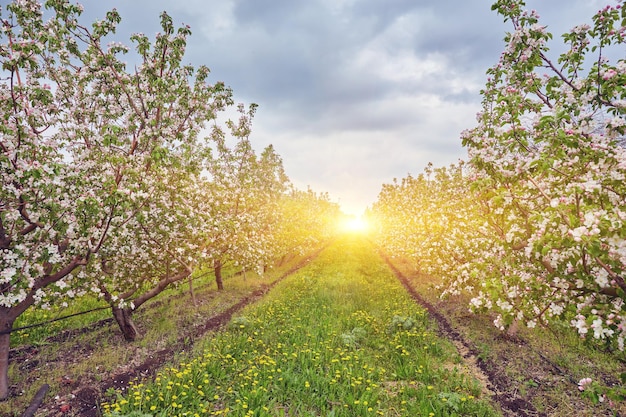 Mooie bloei van decoratieve witte appel- en fruitbomen boven een heldere blauwe lucht in een kleurrijk, levendig lentepark vol groen gras