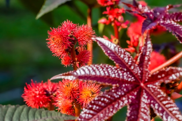 Mooie bloei van het tuinplantenwiel in de zomer.