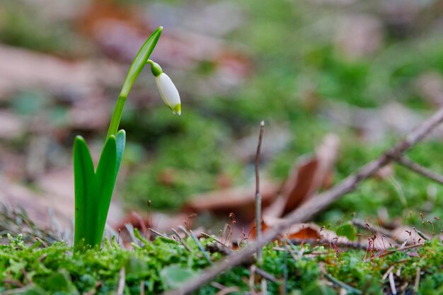 Mooie bloei van witte lente sneeuwvlok bloemen