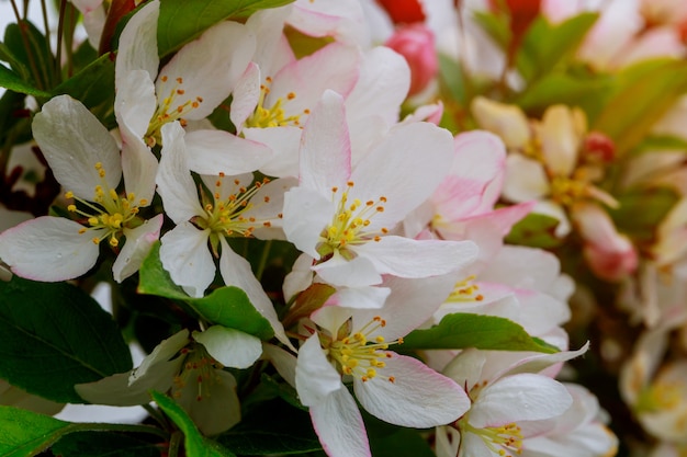 Mooie bloeiende appelbomen in de lente dicht omhoog