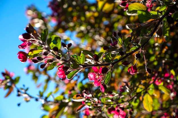 Mooie bloeiende appelboom. Lente takken van appelboom. Floral seizoensgebonden Pasen achtergrond.