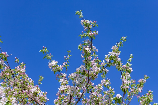 Mooie bloeiende appelboom