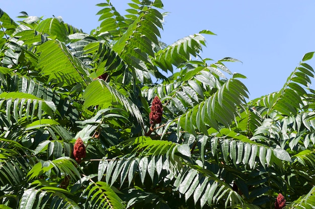 Mooie bloeiende bomen in het lente-zomerseizoen, loof van veel kleine blaadjes