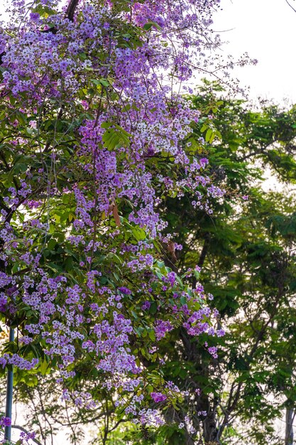 Mooie bloeiende bungor Lagerstroemia loudonii Teijsm Binn bloemen Thaise bungor boom en groene bladeren met het park in de lente dag blauwe hemelachtergrond Thailand