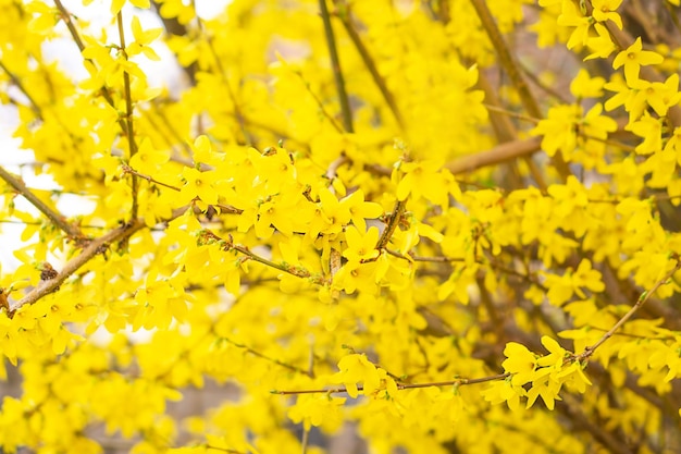 Mooie bloeiende forsythia struik in het voorjaar Close up van bloei gele bloemen op een grijze achtergrond