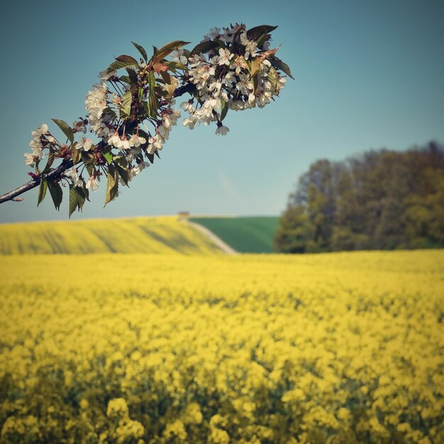 Mooie bloeiende fruitboomtak Geel bloeiende velden grond weg en prachtige vallei natuur lente landschap Brassica napus Brassica napus