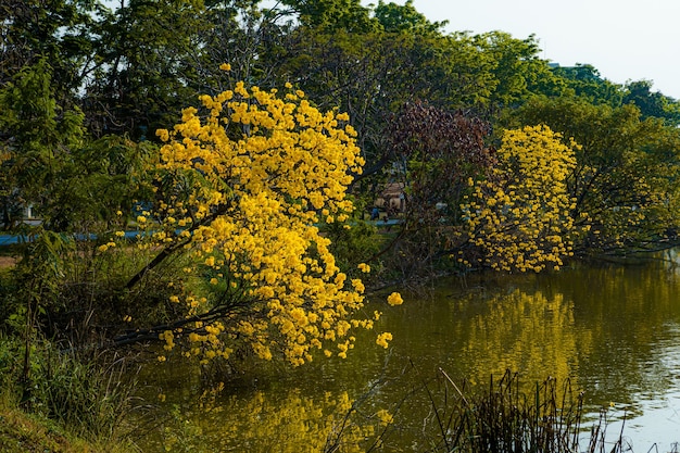 Mooie bloeiende geel gouden Tabebuia Chrysotricha bloemen met het park in de lente bij avond achtergrond in Thailand.