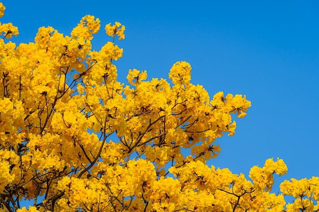 Mooie bloeiende geel gouden Tabebuia Chrysotricha bloemen met het park in de lente bij blauwe hemelachtergrond in Thailand.