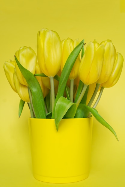 Mooie bloeiende gele tulpen op gele achtergrond. Feestelijke wenskaart met kopie ruimte voor tekst