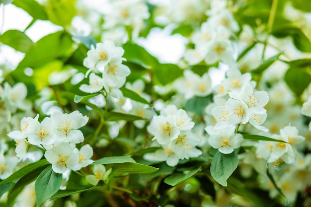 Mooie bloeiende jasmijnstruik in de lente Achtergrond Groeiende jasmijn in de tuin