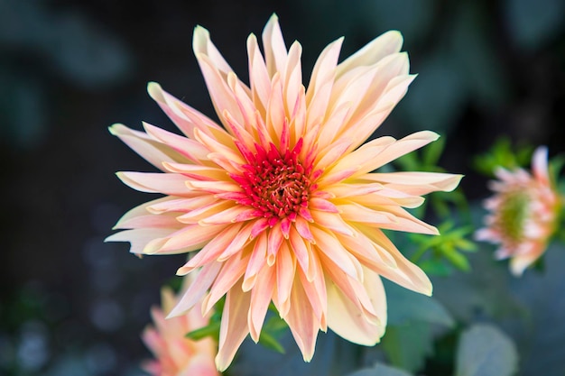 Mooie bloeiende kleurrijke Dahlia-bloem in de tuinboom