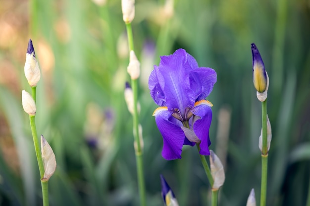 Mooie bloeiende knop van paarse iris bloem in lentetuin (Soft focus Sea ...