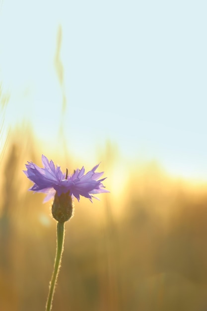 Mooie bloeiende korenbloem groeit in veld close-up