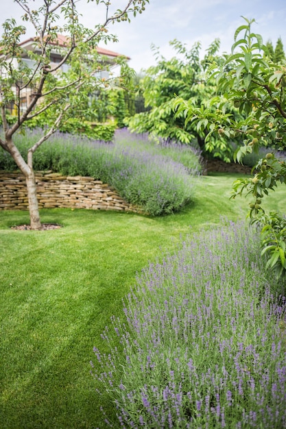 Mooie bloeiende lavendel groeit in een tuin in een herenhuis