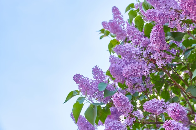 Mooie bloeiende lila tegen de blauwe hemel, kopieer ruimte